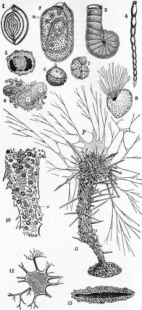 The Project Gutenberg eBook of Encyclopædia Britannica, Volume X Slice VI -  Foraminifera to Fox, Edward.