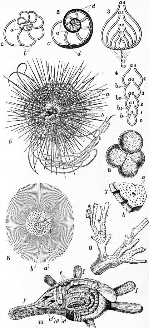 The Project Gutenberg eBook of Encyclopædia Britannica, Volume X Slice VI -  Foraminifera to Fox, Edward.