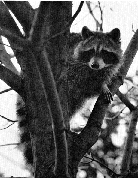North American raccoon North American raccoon