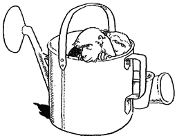 Monkey in watering can.