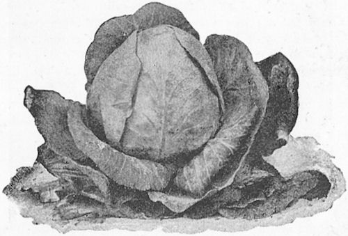Cabbage Variety