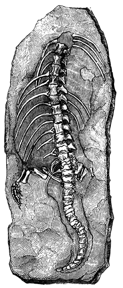 Stelliosaurus longicostatus.
