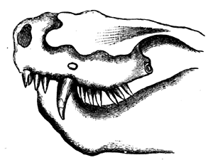 A Theriodont Reptile of the
  Trias