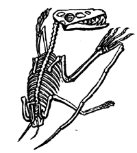 Skeleton of Pterodochylus
  crassirostris.