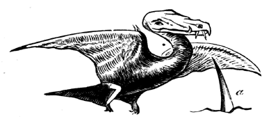 Restoration of
  Rhamphorhyncus Bucklandi.