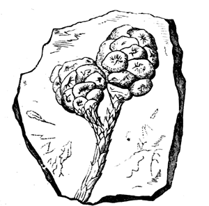 Branch and Fruit of
  Sequoia Couttsiae.