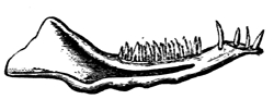 Jaw of Dromatherium
  sylvestre.
