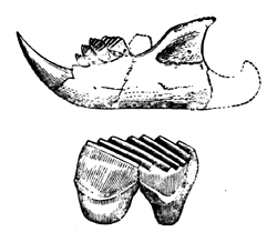 Plagiaulax Becklesii.
  Jaw, and pre-molar enlarged.