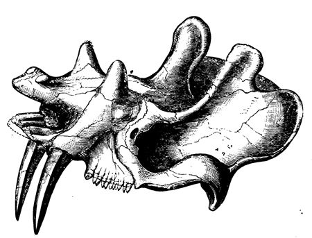 Skull of an Upper Eocene
  Perissodactyl.