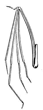 Wing of Vespertilio
  aquensis.