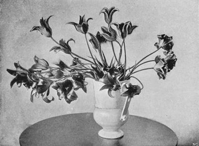 Tulipa Retroflexa.
