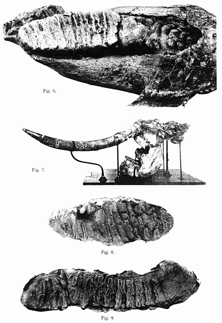 The Project Gutenberg Ebook Of Der Unterkiefer Des Homo