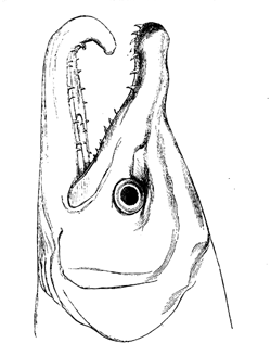 Fig. 26. Head of male of common salmon.