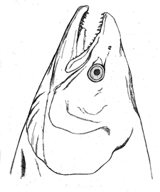 Fig. 27. Head of female salmon.