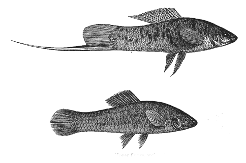 Fig. 29. Xiphophorus Hellerii. Upper figure, male; lower figure, female.