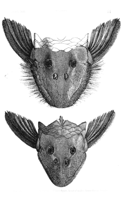 Fig. 30. Plecostomus barbatus. Upper figure, head of male; lower figure, female.