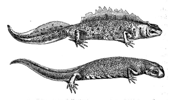 Fig. 31. Triton cristatus (half natural size, from Bell’s ‘British Reptiles’).
Upper figure, male during the breeding-season; lower figure, female.