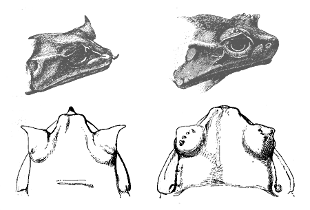 Fig. 32. Megalophrys montana. The two left-hand figures, the male; the two
right-hand figures, the female.