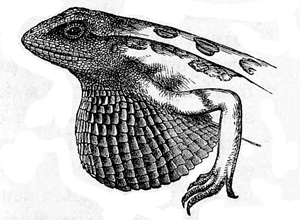 Fig. 33. Sitana minor. Male, with the gular
pouch expanded (from Günther’s ‘Reptiles
of India’).
