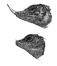 Fig. 34. Ceratophora Stoddartii. Upper figure, male; lower figure, female.