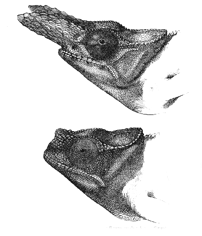 Fig. 35. Chamæleon bifurcus. Upper figure, male; lower figure, female.