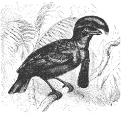 Fig. 40. The Umbrella-bird or Cephalopterus ornatus (male, from Brehm).