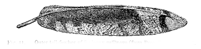 Fig. 41. Outer tail-feather of Scolopax gallinago (from Proc. Zool. Soc. 1858).
