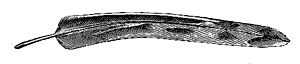 Fig. 42. Outer tail-feather of Scolopax frenata.