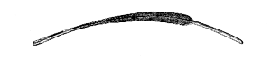 Fig. 43. Outer tail-feather of Scolopax javensis.