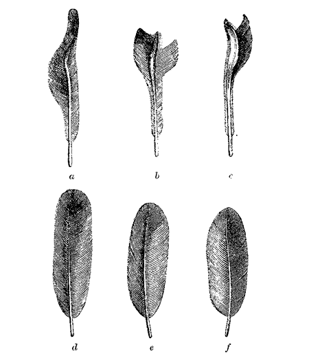 Fig. 45. Secondary wing-feathers of Pipra deliciosa (from Mr. Sclater, in Proc, Zool. Soc.
1860). The three upper feathers, a, b, c, from the male; the three lower corresponding
feathers, d, e, f, from the female.