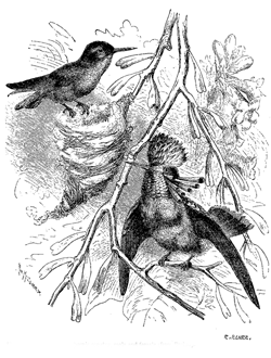 Fig. 48. Lophornis ornatus, male and female (from Brehm).