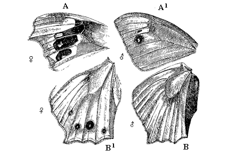 Fig. 52. Cyllo leda, Linn., from a drawing by Mr. Trimen, shewing the extreme range
of variation in the ocelli.