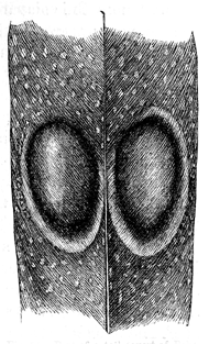 Fig. 54. Part of a tail-covert of Polyplectron
chinquis, with two oval ocelli
of nat. size.