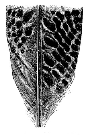 Fig. 57. Basal part of the Secondary wing-feather,
nearest to the body.
