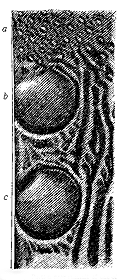 Fig. 59. Portion near summit of one of
the Secondary wing-feathers, bearing
perfect ball-and-socket ocelli.