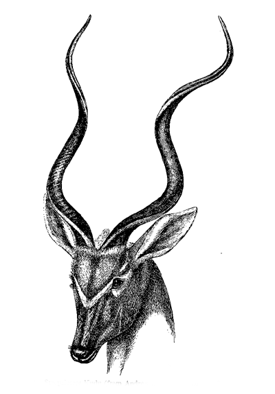 Fig. 62. Strepsiceros Kudu (from Andrew Smith’s ‘Zoology of South Africa’).