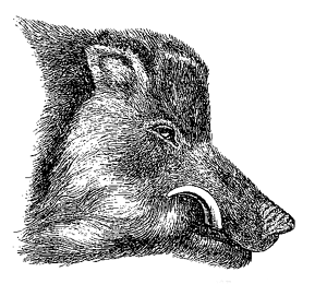 Fig. 63. Head of common wild boar, in prime
of life (from Brehm).
