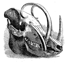 Fig 64. Skull of the Babirusa Pig (from Wallace’s ‘Malay Archipelago’)
