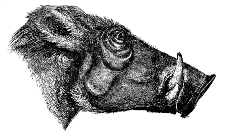 Fig. 65. Head of Æthiopian Wart-hog, from ‘Proc. Zool. Soc.’ 1869. (I now find that
this drawing represents the head of a female, but it serves to shew, on a reduced
scale, the characters of the male.)