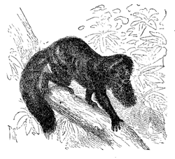Fig. 66. Pithecia Satanas, male (from Brehm).