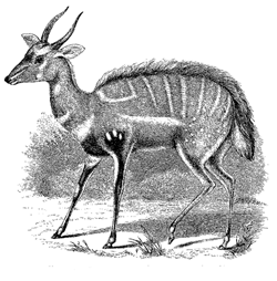 Fig. 68. Tragelaphus scriptus, male (from the Knowsley Menagerie).