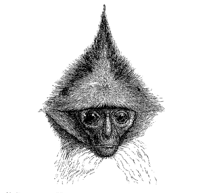 Fig. 70. Head of Semnopithecus rubicundus. This and the following figures (from
Prof. Gervais) are given to shew the odd arrangement and development of the hair on
the head.