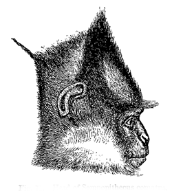 Fig. 71. Head of Semnopithecus comatus.