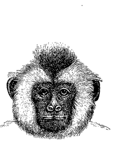 Fig. 72. Head of Cebus capucinus.