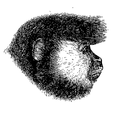 Fig. 74. Head of Cebus vellerosus.