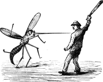 Desperate Conflict between Esau and the Mosquito