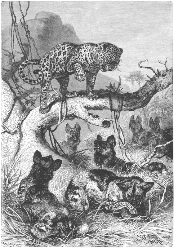 The Leopard Brought to Bay by Wild Dogs.