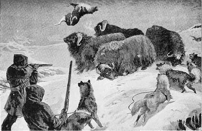 SHOOTING MUSK OXEN IN THE ARCTIC REGIONS