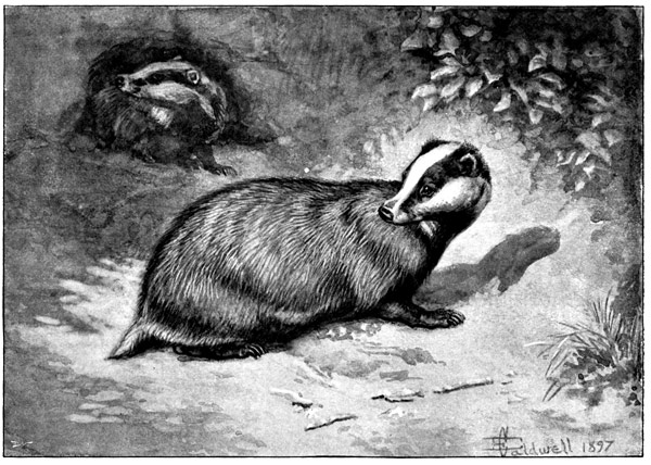 The Project Gutenberg eBook of The Badger, by Alfred E