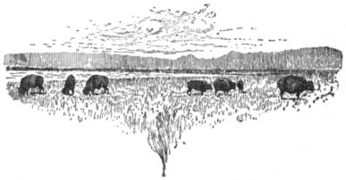 Grazing buffalo